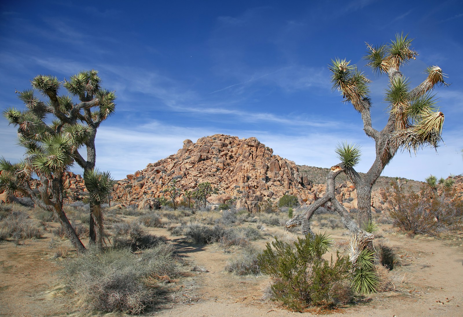 Joshua trees in the Mojave desert under a big blue sky